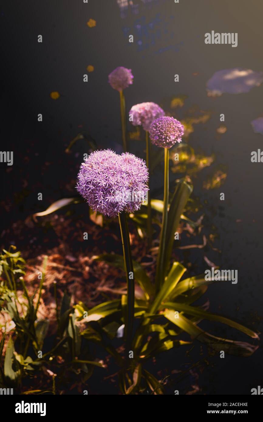 Lila Blüten Allium Globemaster in einem grünen Garten Stockfoto