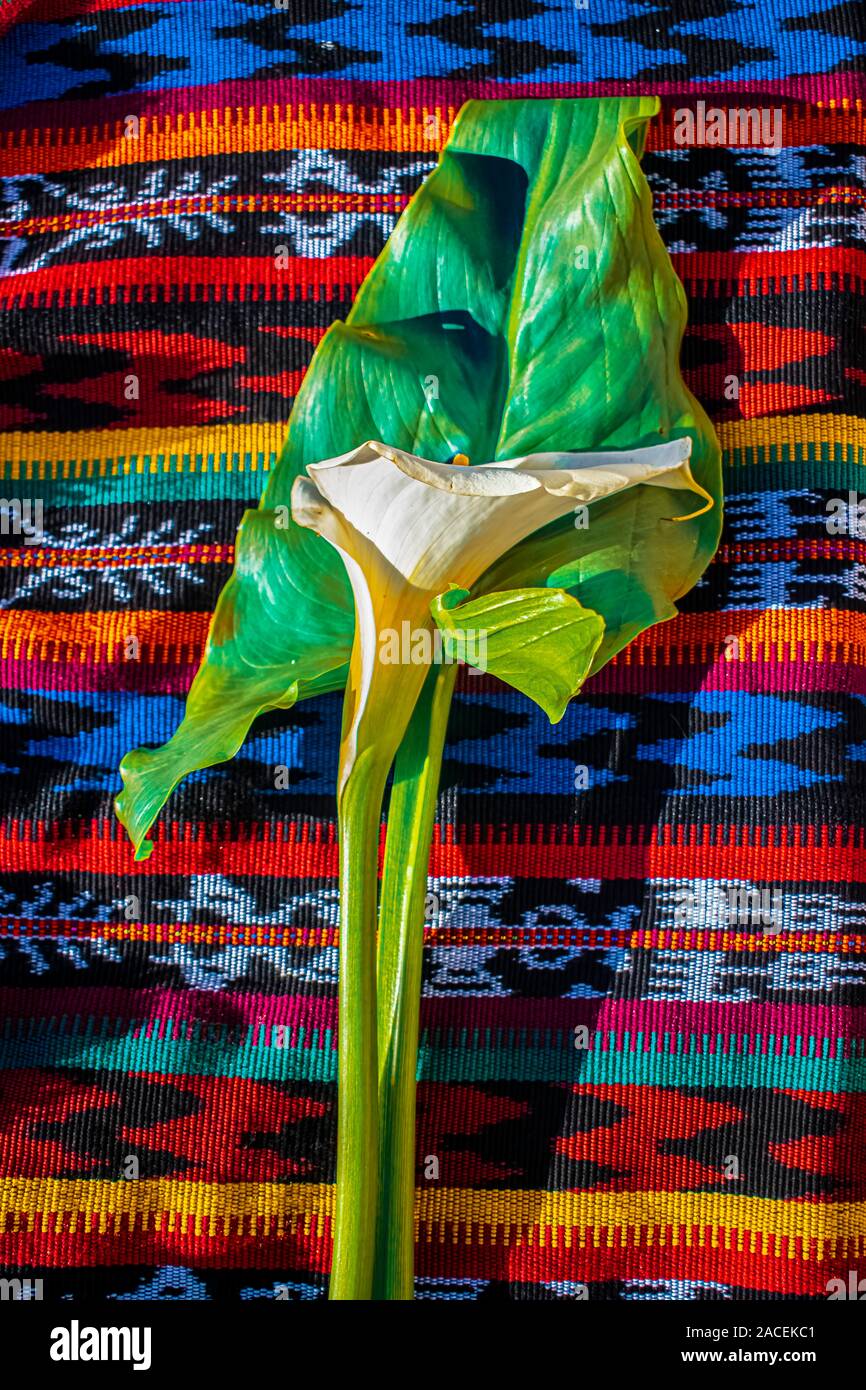 flor con hojas verdes y tela típica maya Stockfoto