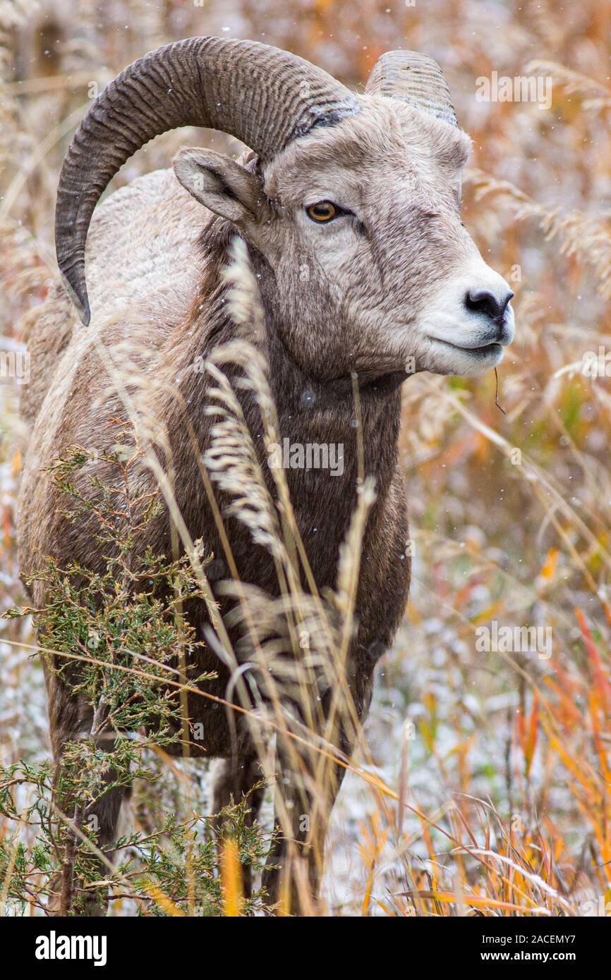 Ein Big Horn ewe Feeds in Rock Creek, Montana Im während des Falles. Stockfoto