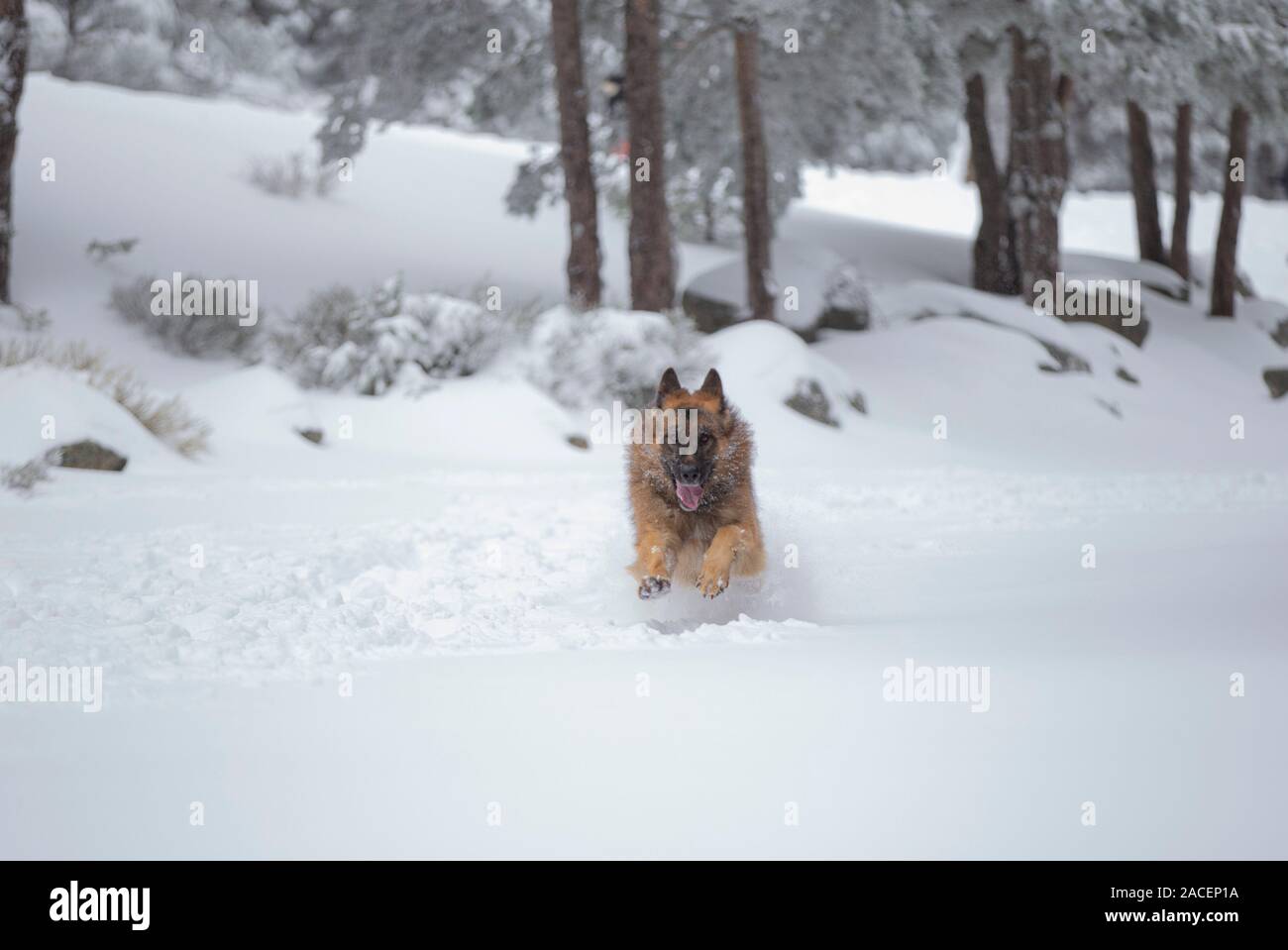 Deutsche shephered Hund im Schnee Stockfoto