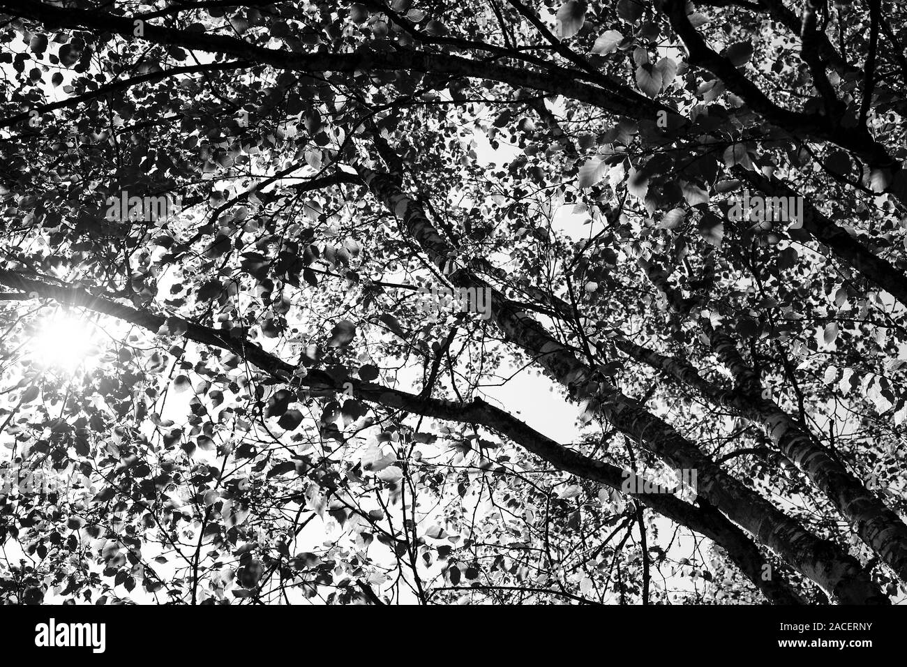 Schwarz-weiß-Bild der Sonne durch Baum Blätter glänzend Stockfoto