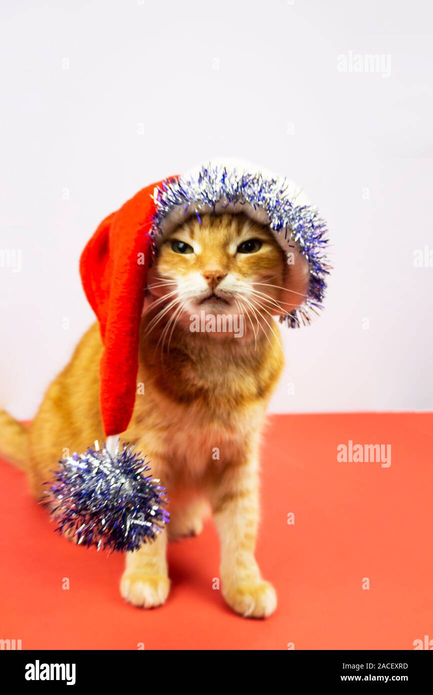 Katze Im Hut Stockfotos Und Bilder Kaufen Alamy