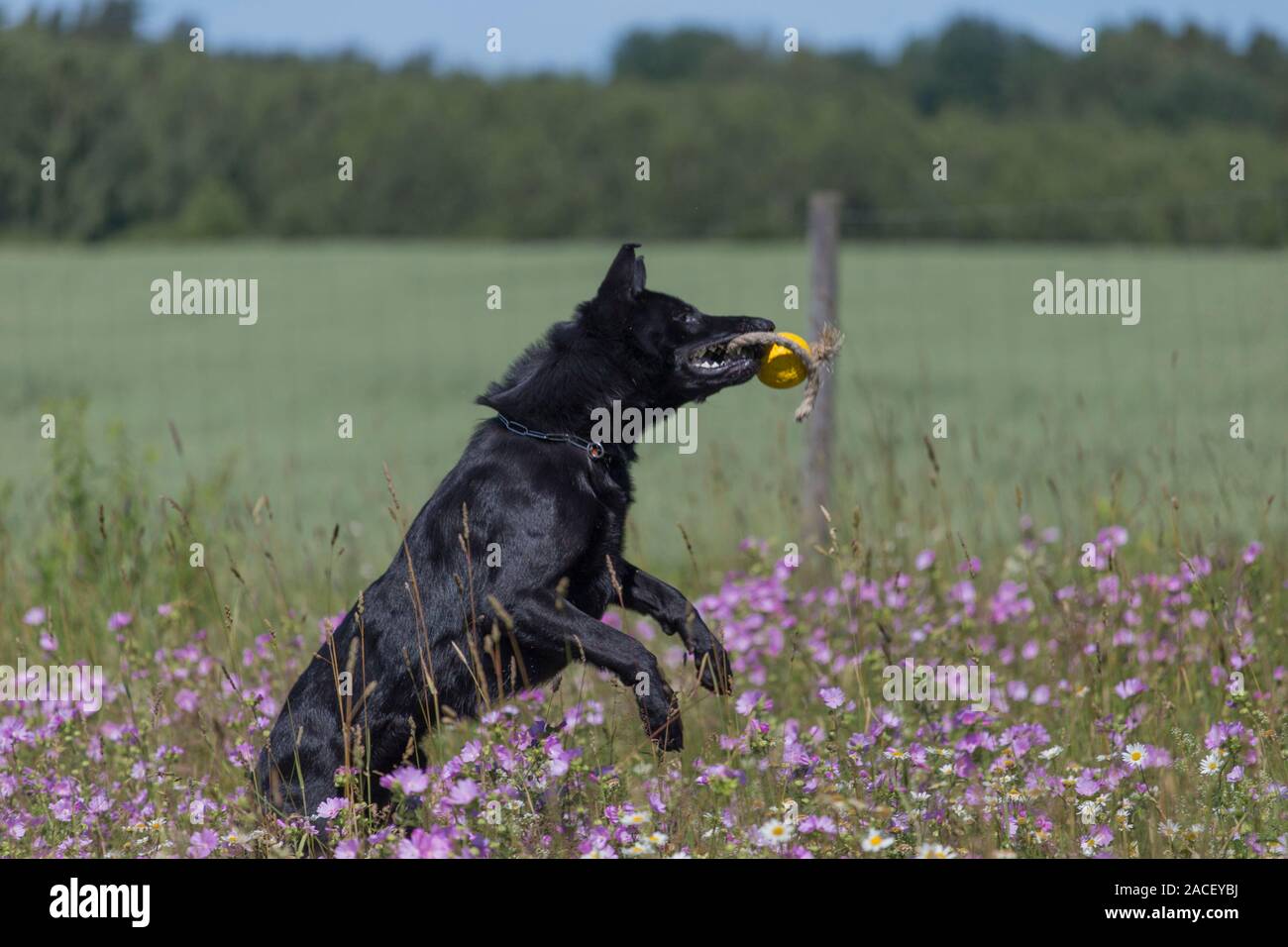 Schwarzer Schäferhund läuft auf einem Feld mit einer blühenden Wiese Stockfoto