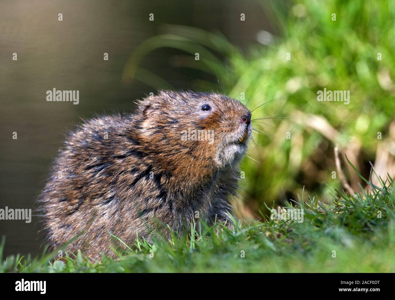 European Water vole (Arvicola amphibius) auf einem Fluss. Wasser Wühlmäuse sind überwiegend Pflanzenfresser, aber im Winter können Sie Ihre Diät mit Wasser supplement s Stockfoto