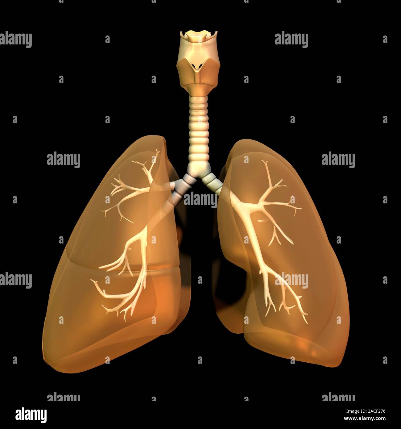 Lunge und Luftröhre, Kunstwerke. Die Lungen sind, wo das Blut mit ... Lunge und Luftröhre, Kunstwerke. Die Lungen sind, wo das Blut mit ...