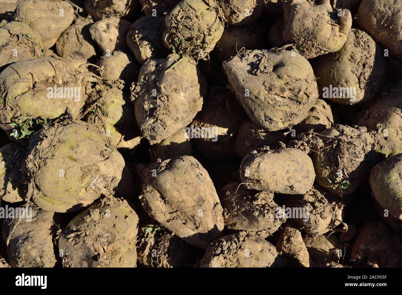 Hintergrund mit frisch geernteten brauner Rohzucker Rüben nebeneinander liegend Stockfoto