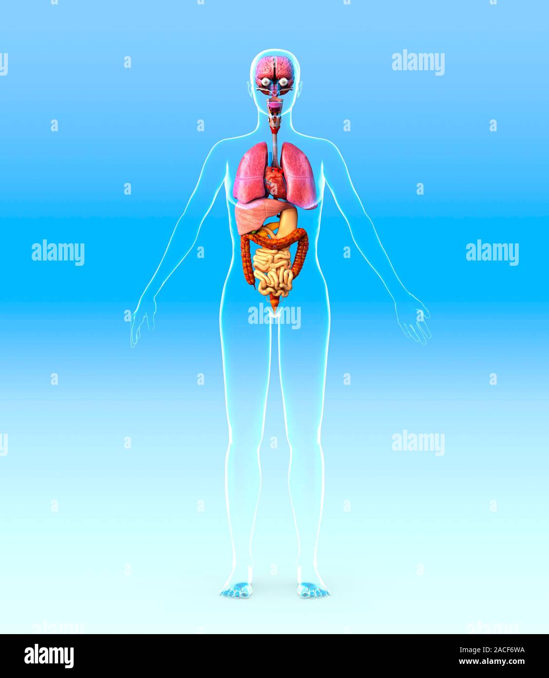 Weibliche innere Organe. Computer artwork einer nackten Frau, die Organe des Kreislauf-, Urin-, Nerven- und Verdauungssystem. Einige Stockfoto