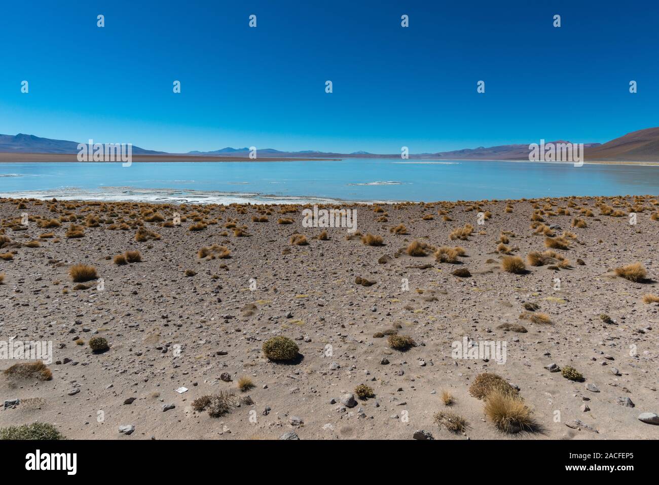 Laguna Polques, Park Reserva de Fauna Andina Eduardo Avaroa, im Südwesten von Bolivien, Potosi, südlichen Altiplano, Lateinamerika Stockfoto Laguna Polques, Park Reserva de Fauna Andina Eduardo Avaroa, im Südwesten von Bolivien, Potosi, südlichen Altiplano, Lateinamerika Stockfoto