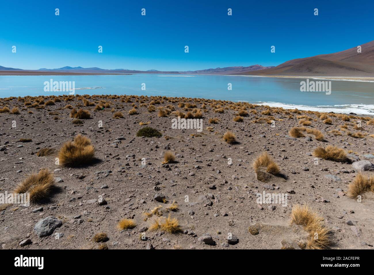 Laguna Polques, Park Reserva de Fauna Andina Eduardo Avaroa, im Südwesten von Bolivien, Potosi, südlichen Altiplano, Lateinamerika Stockfoto Laguna Polques, Park Reserva de Fauna Andina Eduardo Avaroa, im Südwesten von Bolivien, Potosi, südlichen Altiplano, Lateinamerika Stockfoto