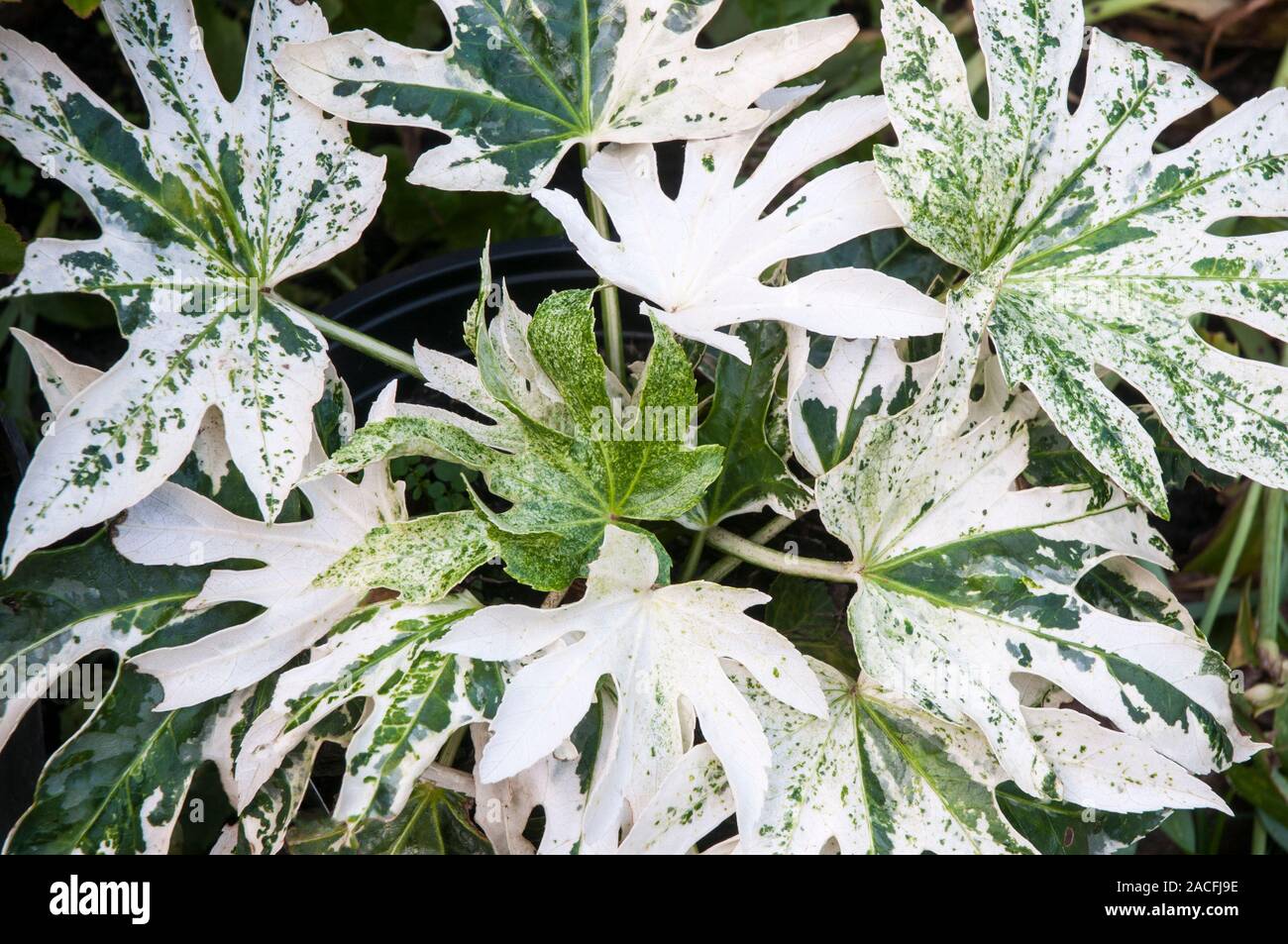 Fatsia japonica Spinnen Web ist eine Pflanze, die hat Weiße und Grüne