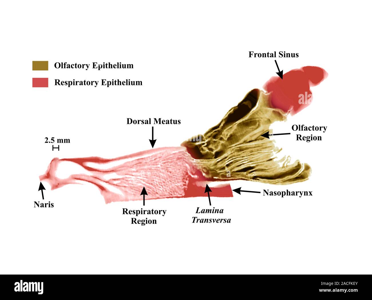 Hund die Nase, Magnetresonanztomographie (MRT)-Modell. Detaillierte MRI