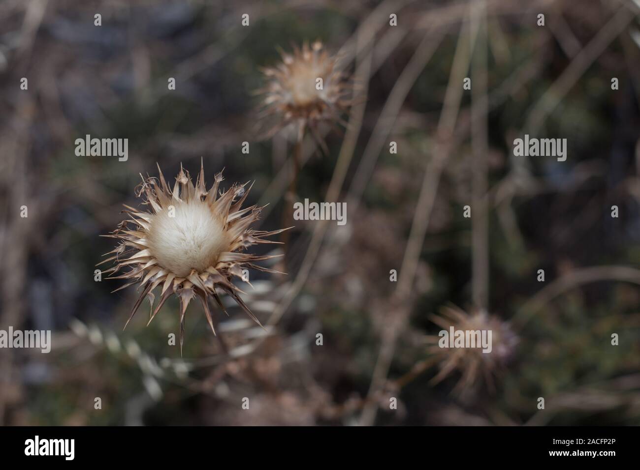 Braune trockene Blume mit unscharfen Hintergrund Stockfoto