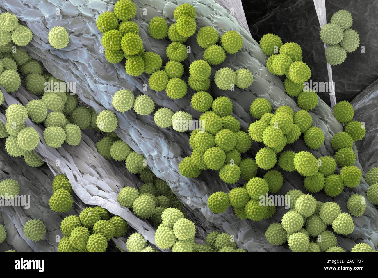 Der Ragweed (Ambrosia sp.) Pollenkörner (grün) Festhalten an einem Staubbeutel, Scanning Electron Micrograph (SEM). Pollenkörner sind reproduktive Strukturen prod Stockfoto
