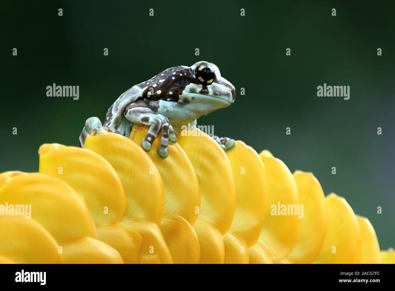 Amazon Milch Frosch auf eine gelbe Blume, Indonesien Stockfotografie - Alamy