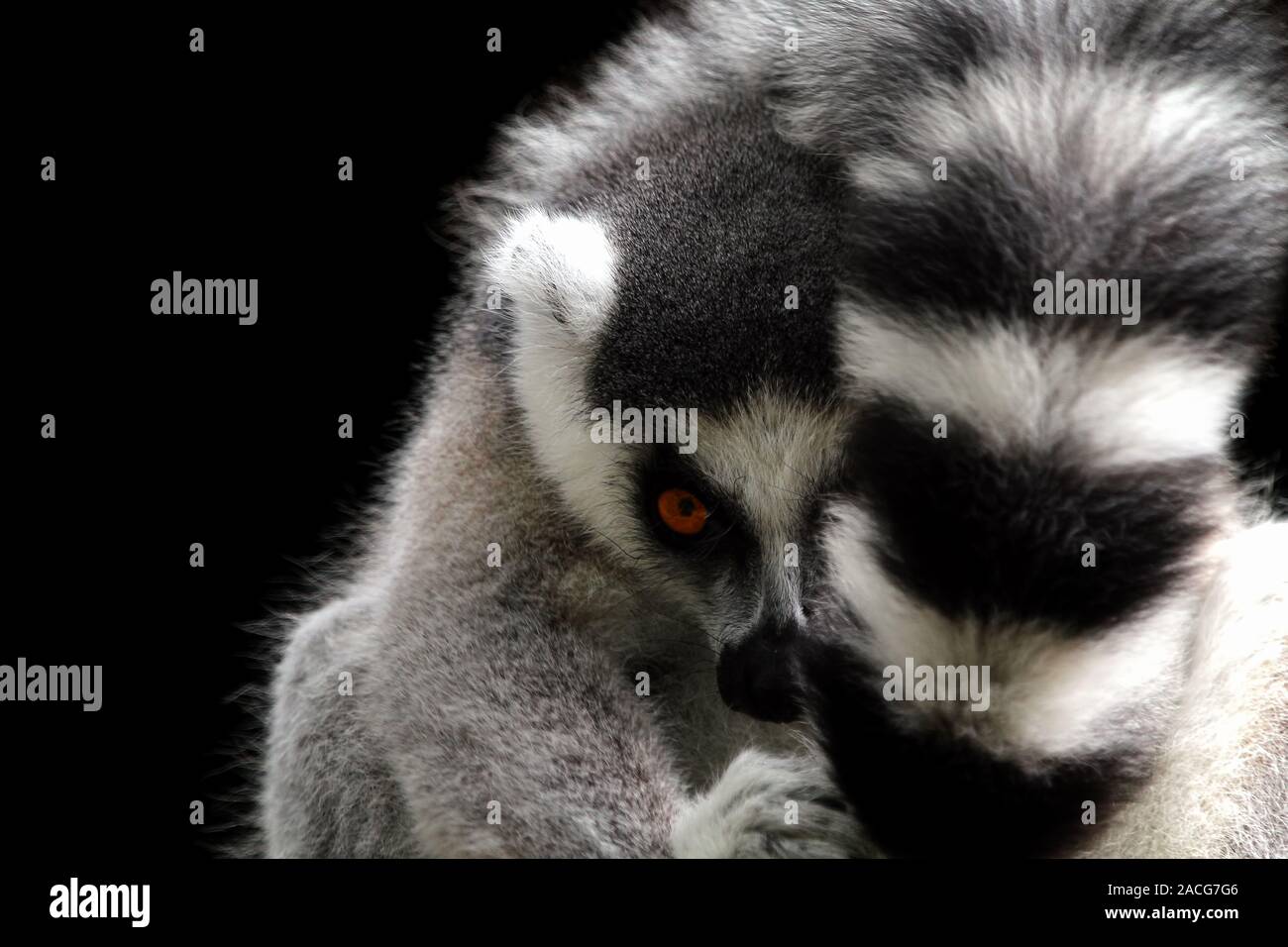 Porträt einer Ring-tailed Lemur, Indonesien Stockfoto