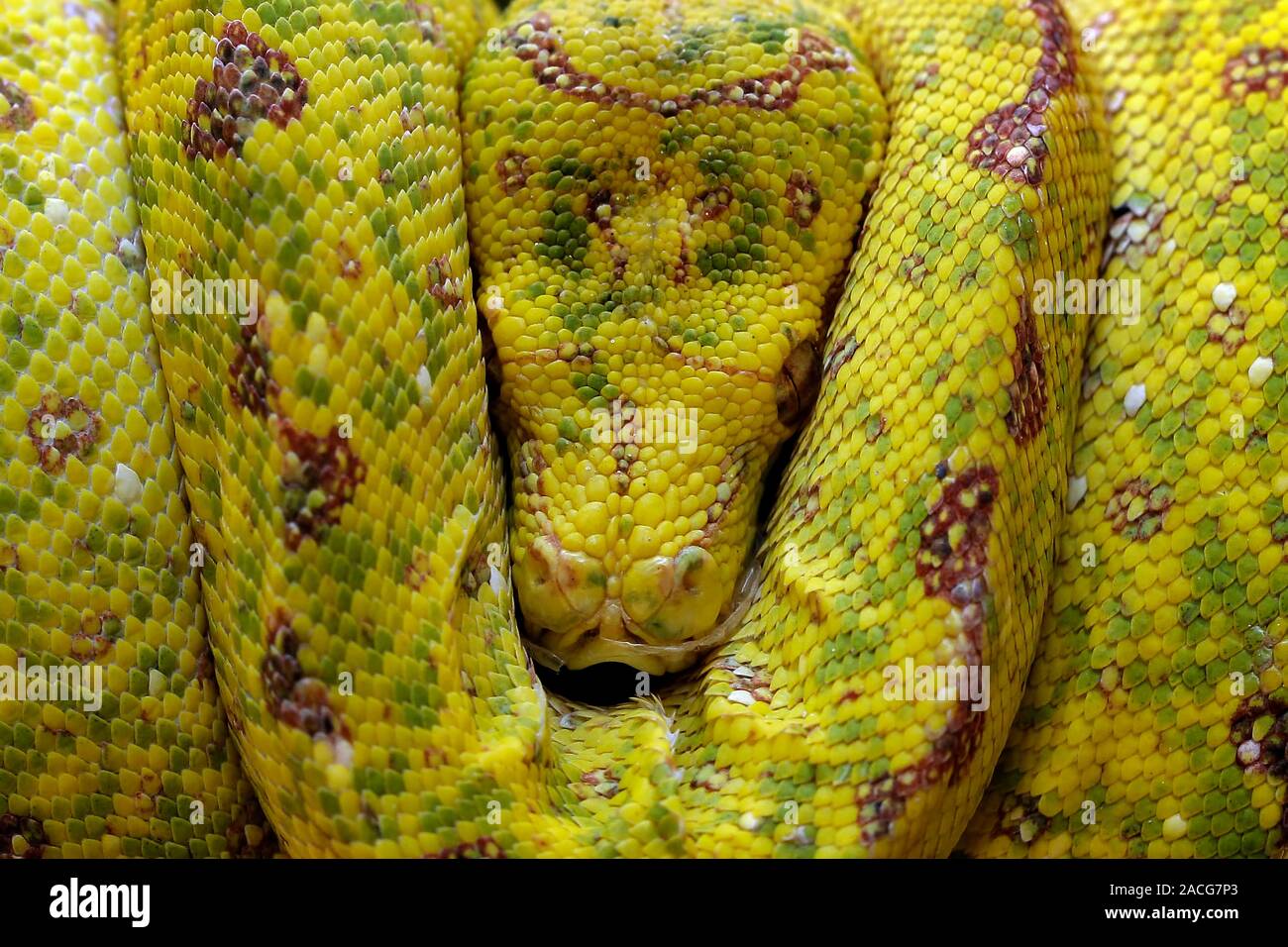 Close-up aus einem gewendelten Gelb tree python Schlange auf einem Ast schlafen, Indonesien Stockfoto