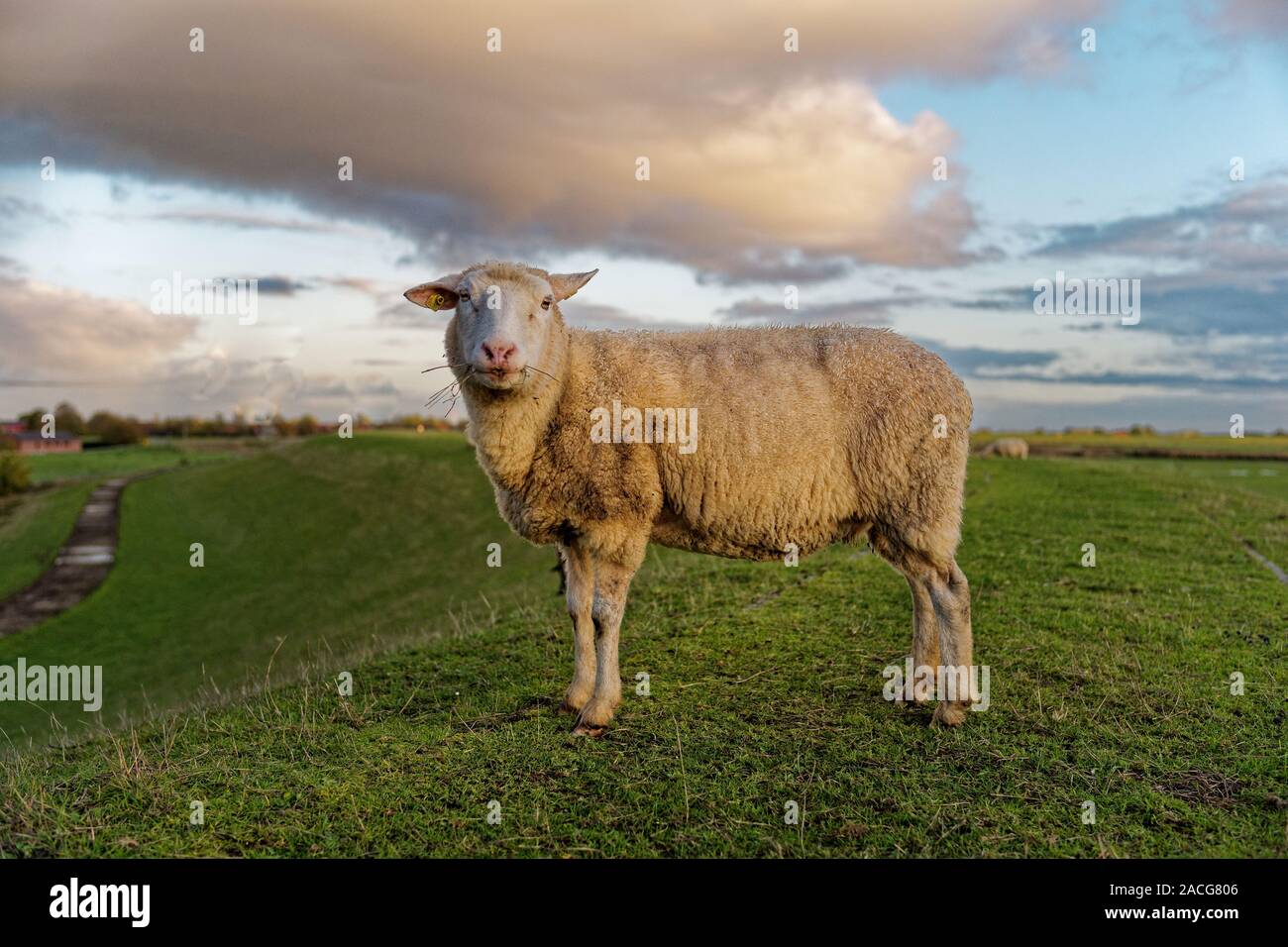 Schaf stehend auf einem Deich, Ostfriesland, Niedersachsen, Deutschland Stockfoto