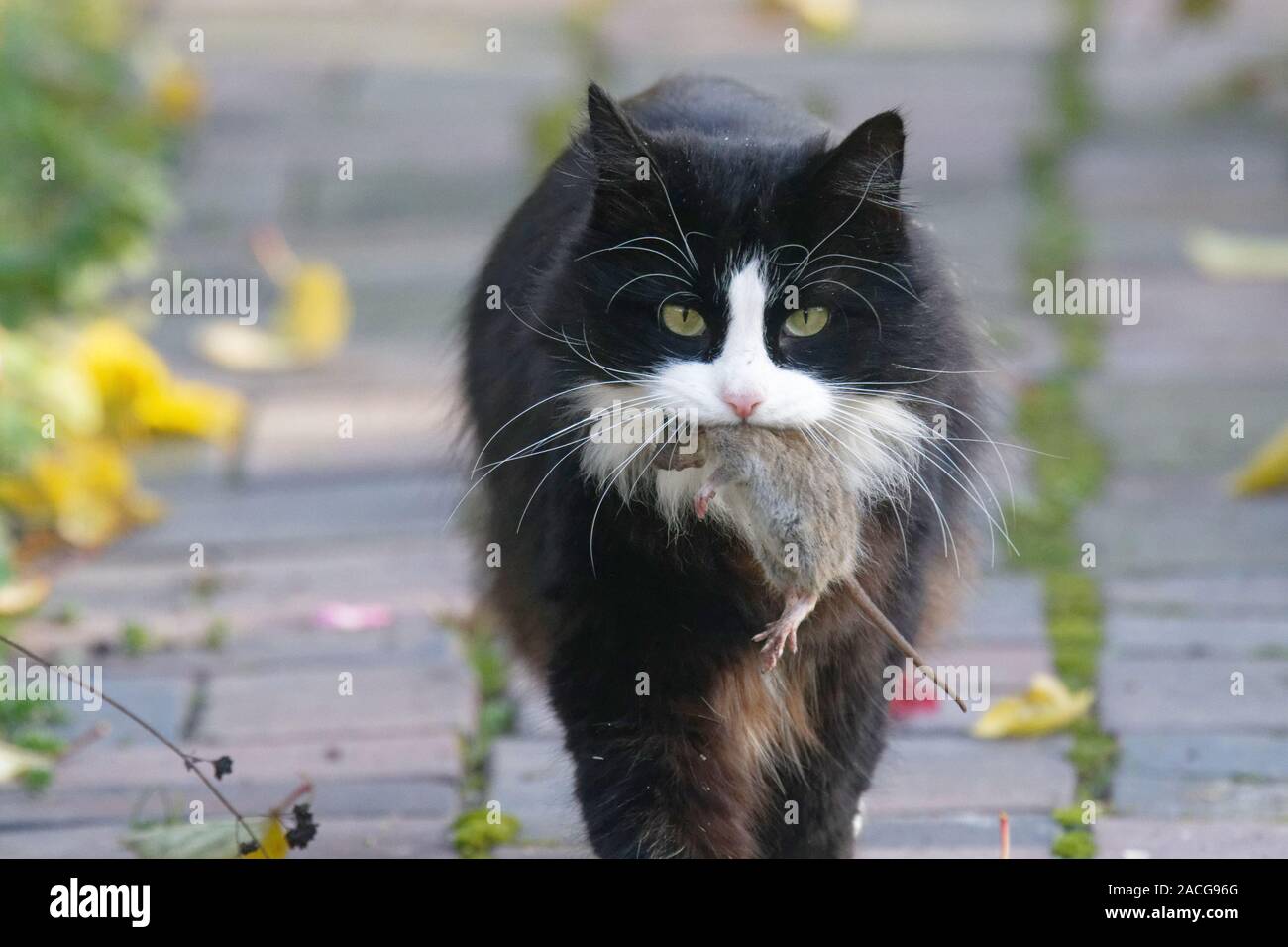Katze mit einer Maus im Mund