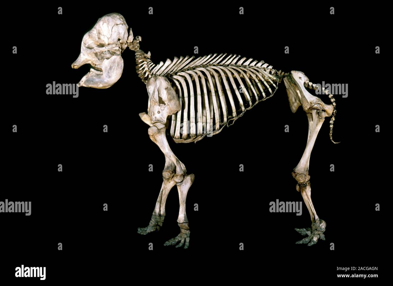 19 Elefanten (Elephantidae) Kalb Skelett. Im Museum der Nationalen  Veterinrbehrden Schule von Alfort, Nogent-sur-Marne, Fra fotografiert  Stockfotografie - Alamy