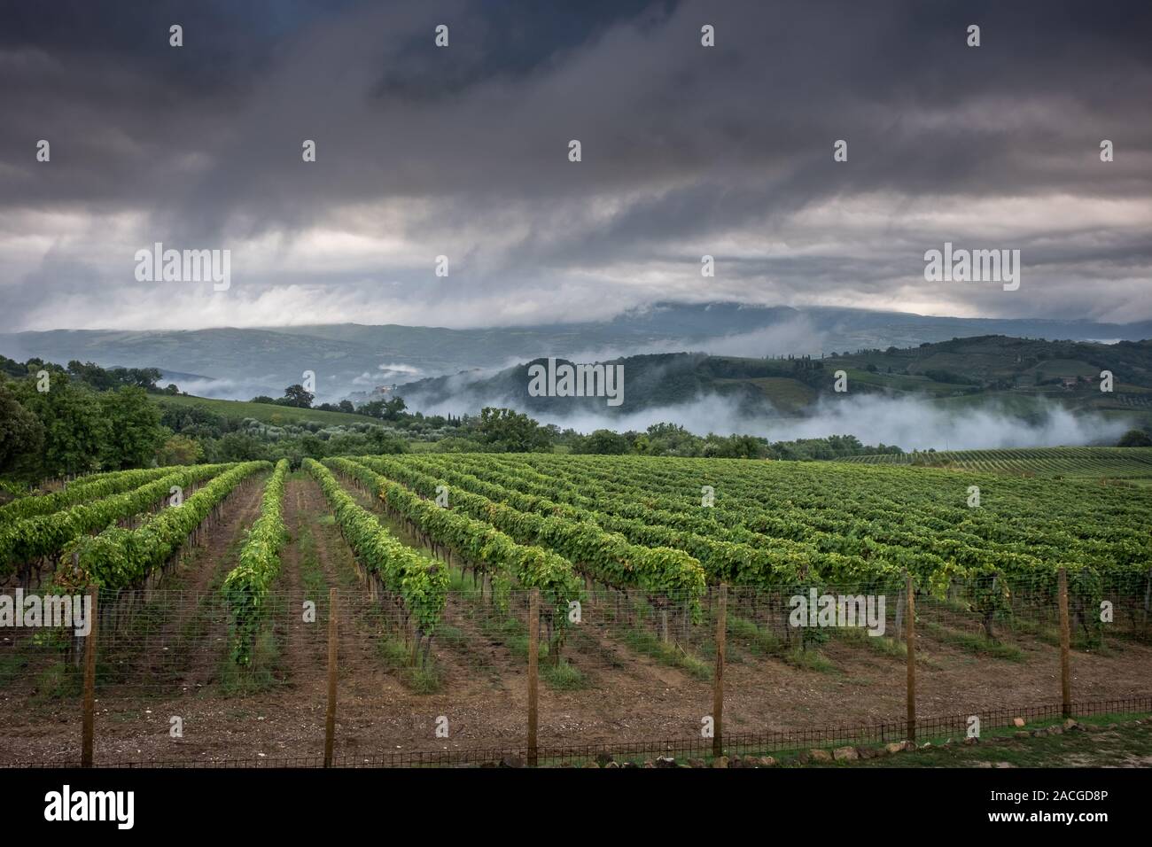 Montalcino Tal, Siena, Luxus Weinberg und den Anbau von Weintrauben, Verarbeitung und Pflege im Land der roten und weißen toskanischen Weine wie Brunello Stockfoto