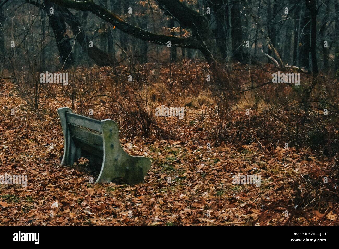Eine isolierte Parkbank durch Blätter umgeben Stockfoto