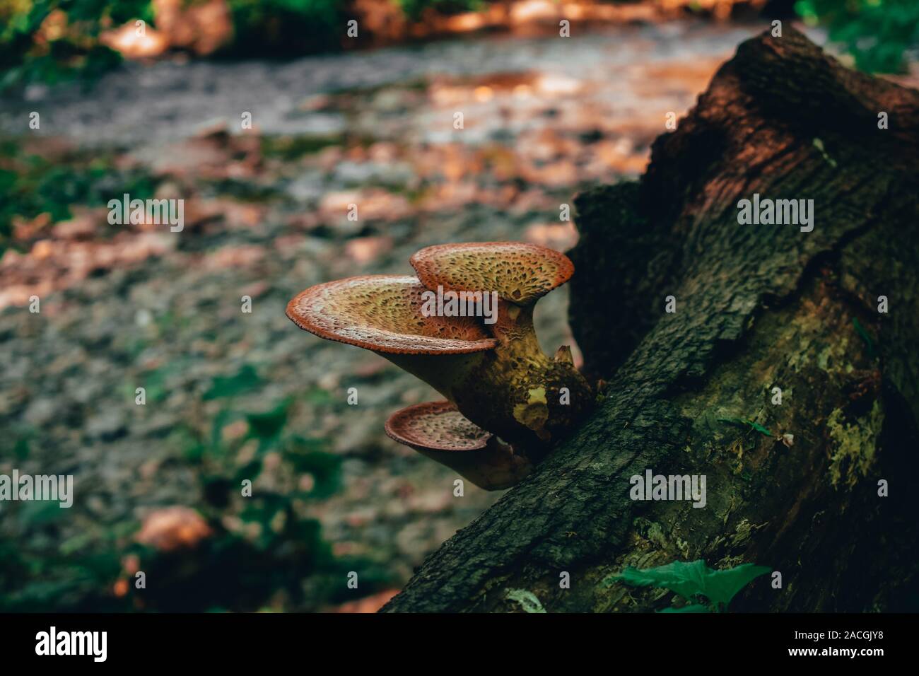 Ein Schuss von einem Pilz wächst auf einem Baumstamm mit einem Fluss im Hintergrund Stockfoto