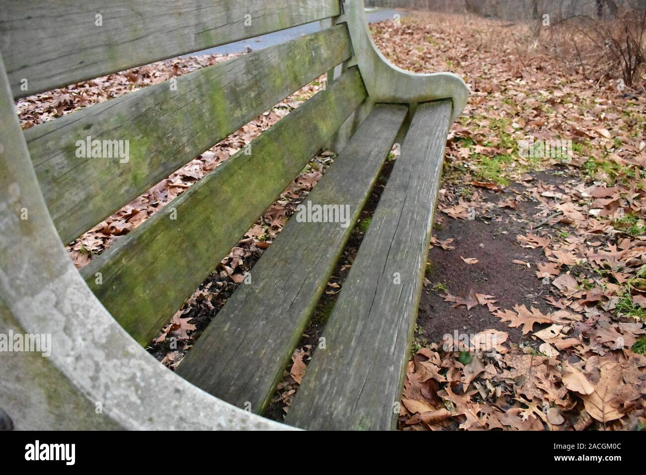 Eine isolierte Parkbank durch Blätter umgeben Stockfoto