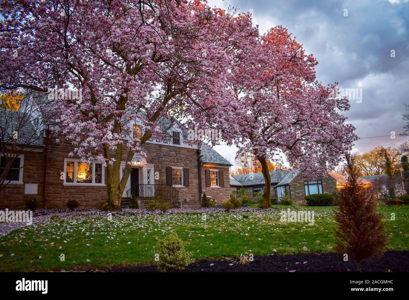 Ein großes Haus mit rosa Blütenblatt Bäume Vor Stockfoto