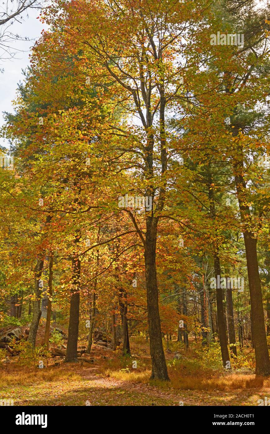 Ruhiger Weg im Herbst in Shenandoah National Park, Virginia Stockfoto