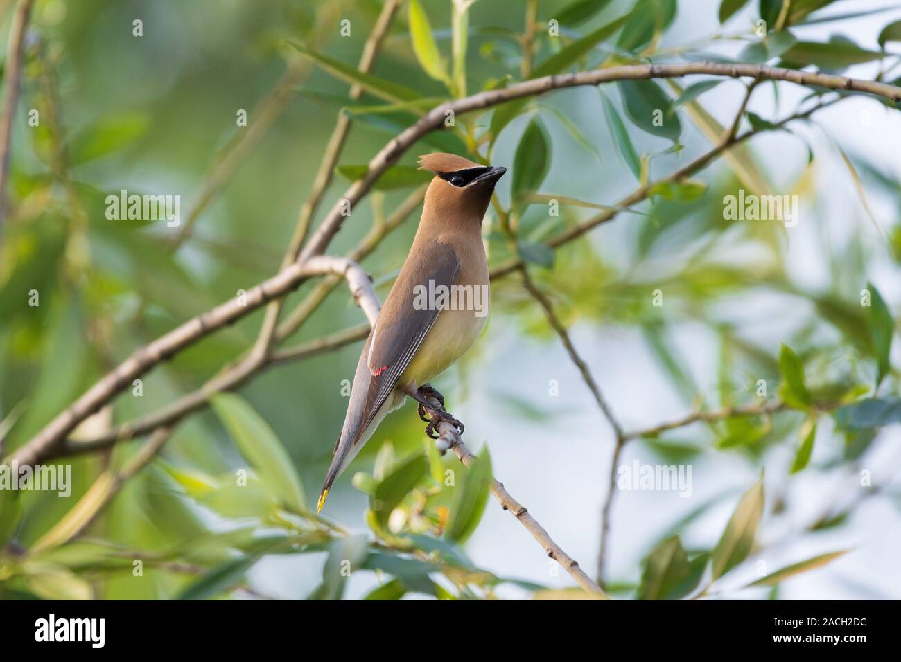 Cedar waxwing, in der Nähe von Schilf See, Grand Rapids, Michigan entdeckt Stockfoto