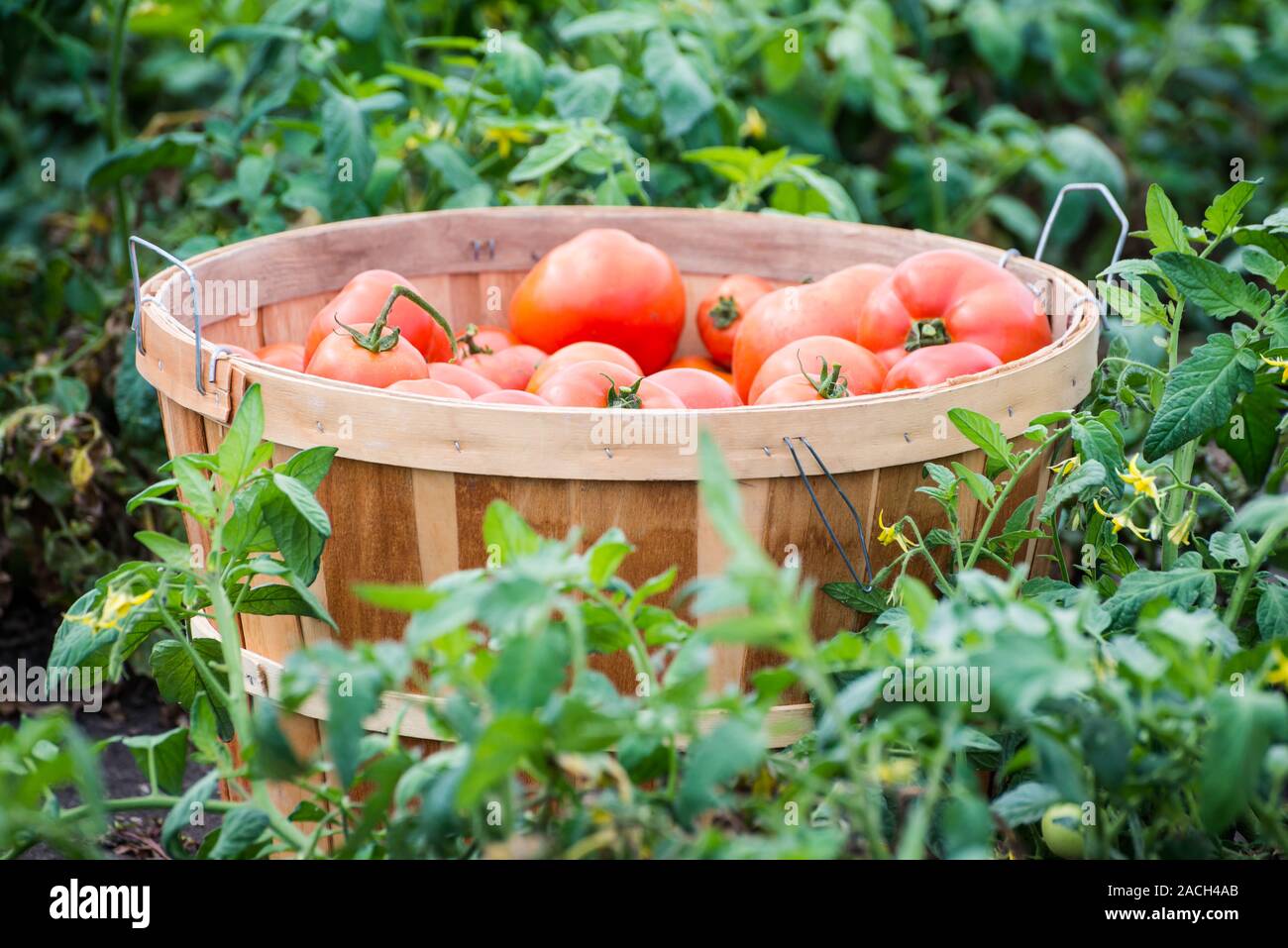 Organische homegrown rote Tomaten in einen Scheffel Stockfoto