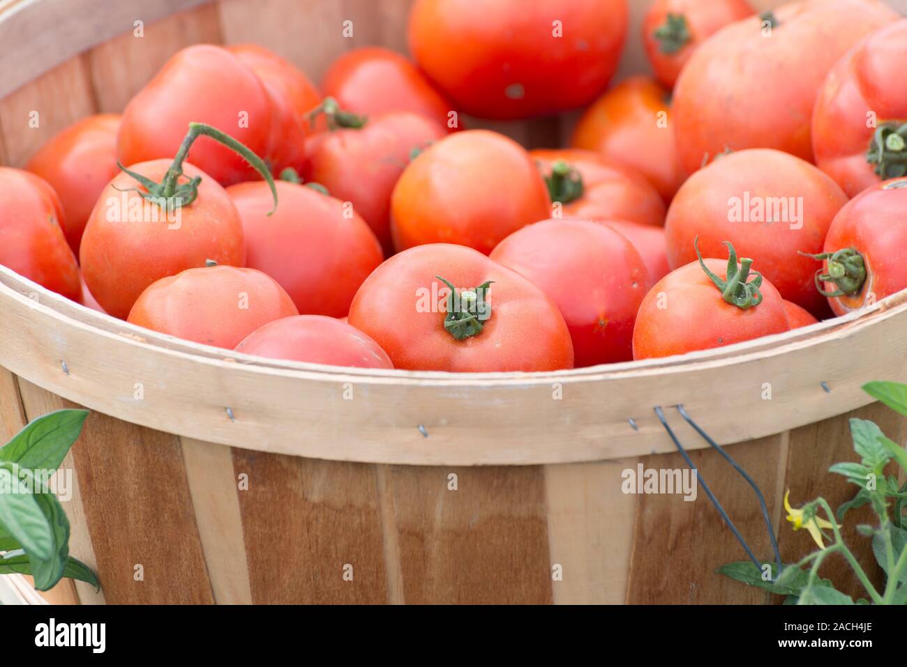 Organische homegrown rote Tomaten in einen Scheffel Stockfoto