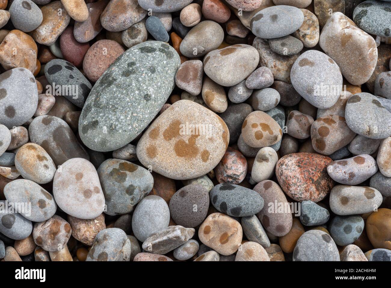 Regen Flecken auf Kieselsteinen Stockfoto