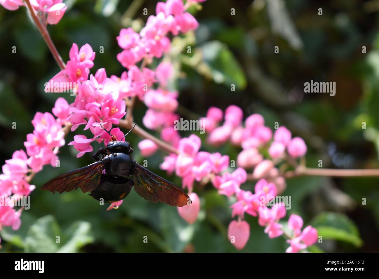 Eine Zimmermannsbiene (Xylocopa latipes) auf rosa Korallenblüten. Indrokilo Botanical Garden, Boyolali, Zentraljava, Indonesien. Stockfoto