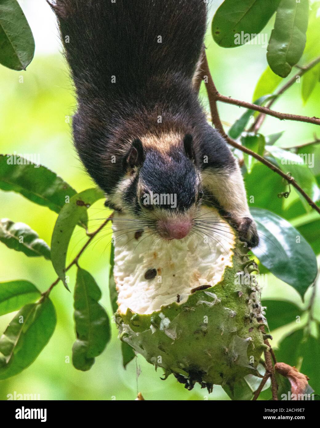 Die indische Riese Eichhörnchen, oder Malabar Riese Eichhörnchen, ist ein großer Baum Eichhörnchen Arten in der Gattung Ratufa native auf Wälder und Forsten in Indien. Ich Stockfoto