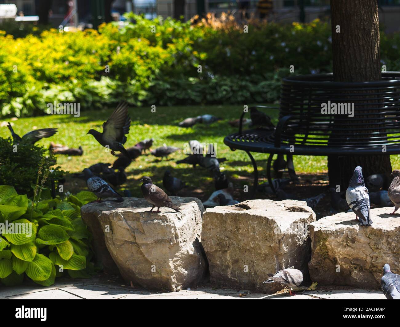 Viele Tauben sitzen in einem Park auf den Felsen, während eine Taube im Hintergrund flieht. Stockfoto