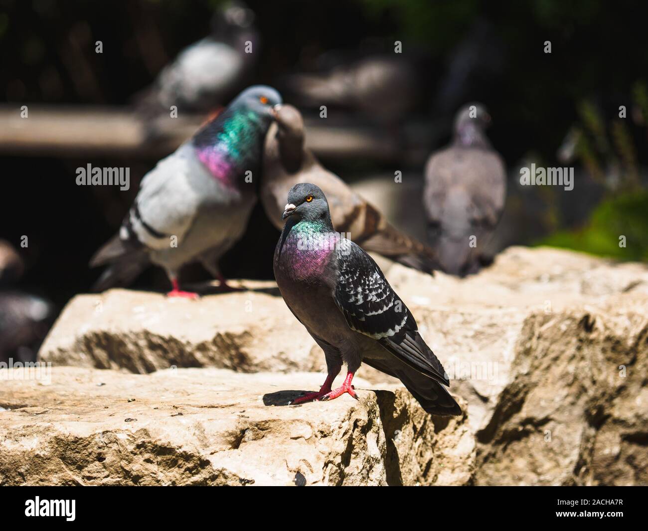 Taube auf den Felsen sitzend, während zwei Tauben im Hintergrund küssen. Stockfoto