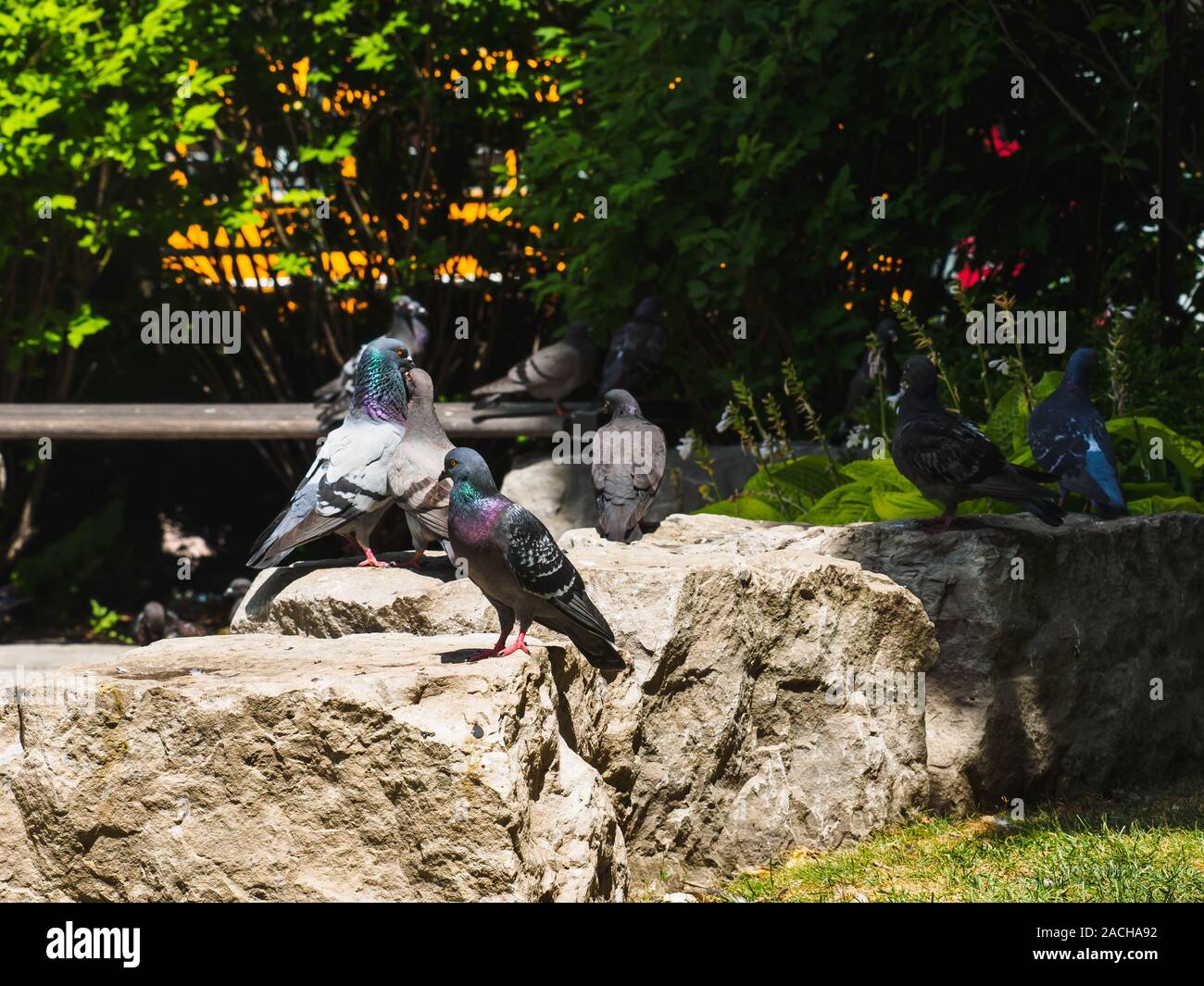 Tauben, die auf Felsen im Book Garden Park sitzen. Stockfoto