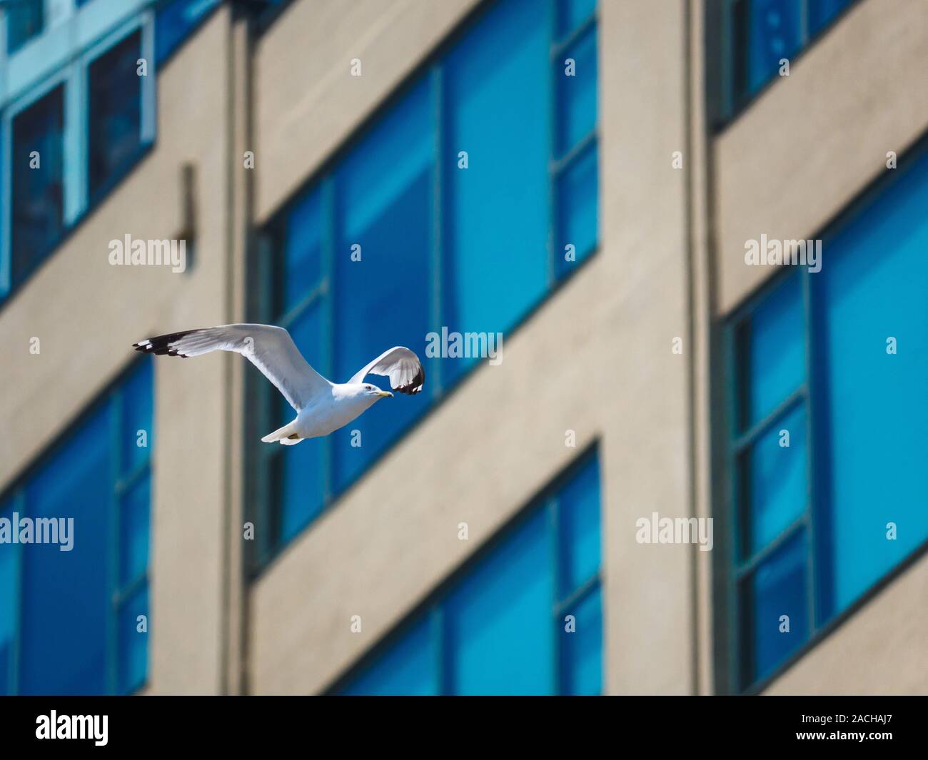 Heringsmöwe fliegt an einem Gebäude mit blauen Fenstern vorbei. Stockfoto