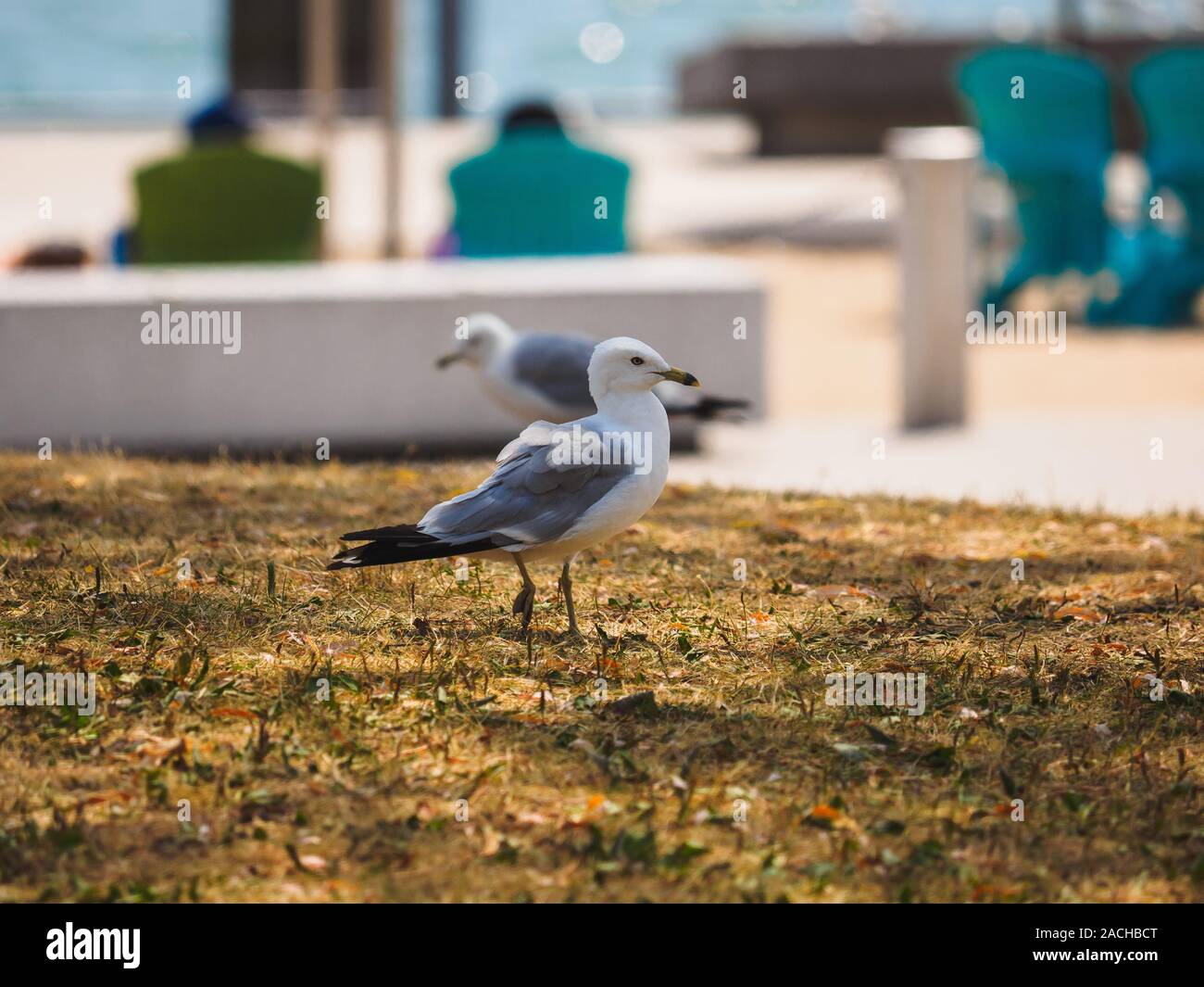 Ring-billed Gull gehen auf das Gras mit another seagull Wandern in unscharfen Hintergrund in entgegengesetzte Richtung. Stockfoto