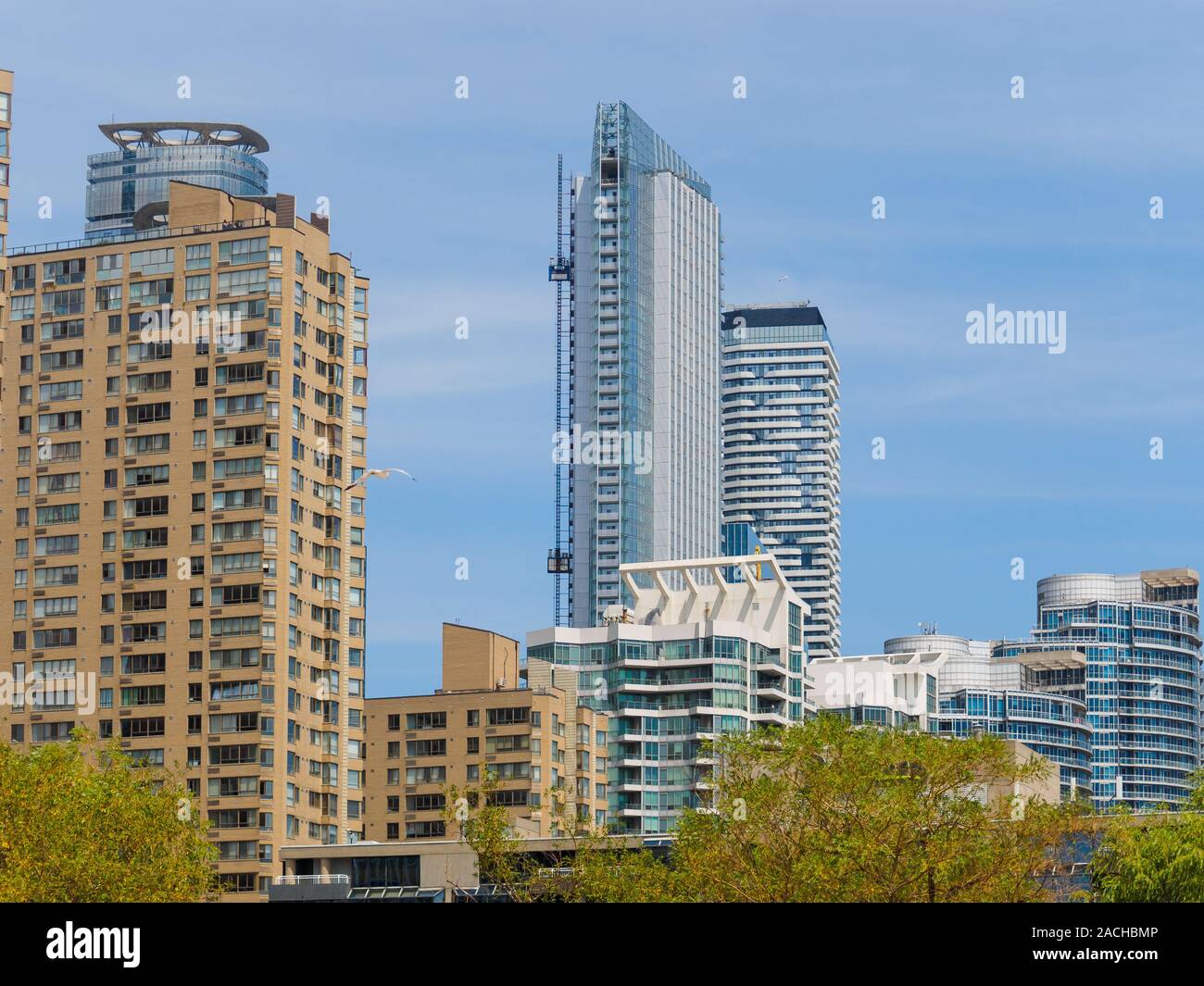 Möwe das Fliegen durch moderne Wolkenkratzer in Toronto Downtown. Eines der Gebäude ist im Bau mit einem externen Bau Aufzug. Stockfoto