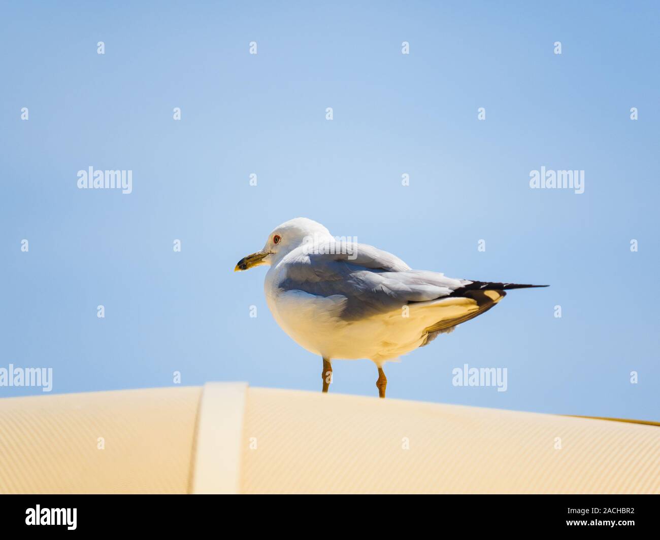 Ring-billed Gull saß oben auf der einen gelben Sonnenschirm im Sommer, in der Innenstadt von Toronto entfernt. Stockfoto