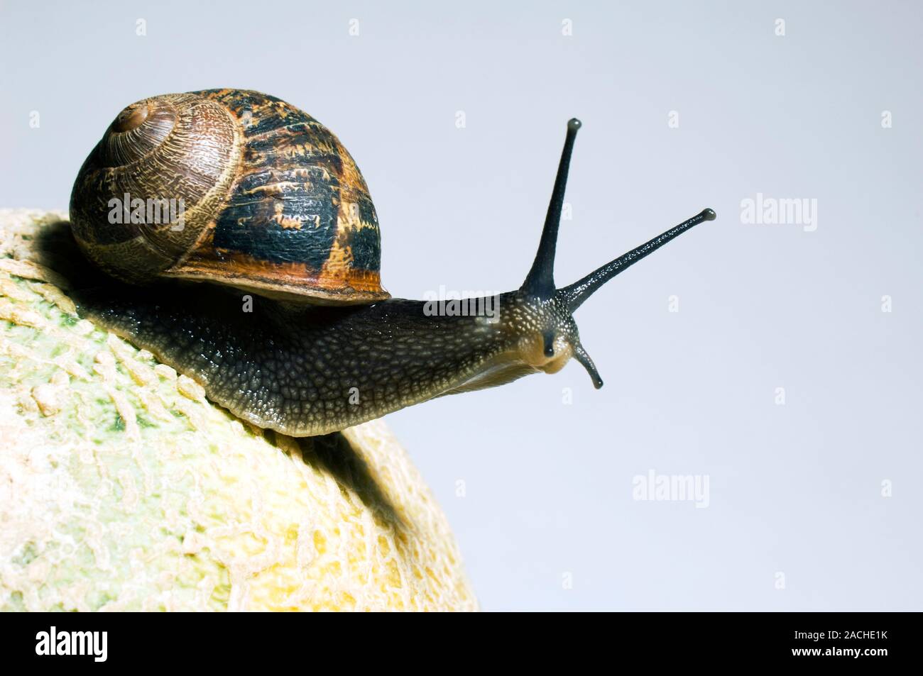 53+ Gibt Es Eine Gartenschlauch Schnecke, Der schneckenschlauch ist