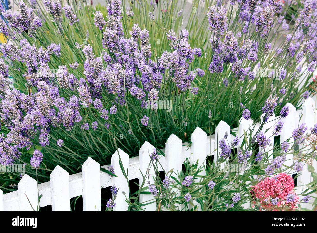Lavendel und Lattenzaun, in einem Garten in Oregon, USA. Diese Region ist  ein großer Produzent von Lavendel (Lavandula angustifolia), wird das Öl von  der Stockfotografie - Alamy