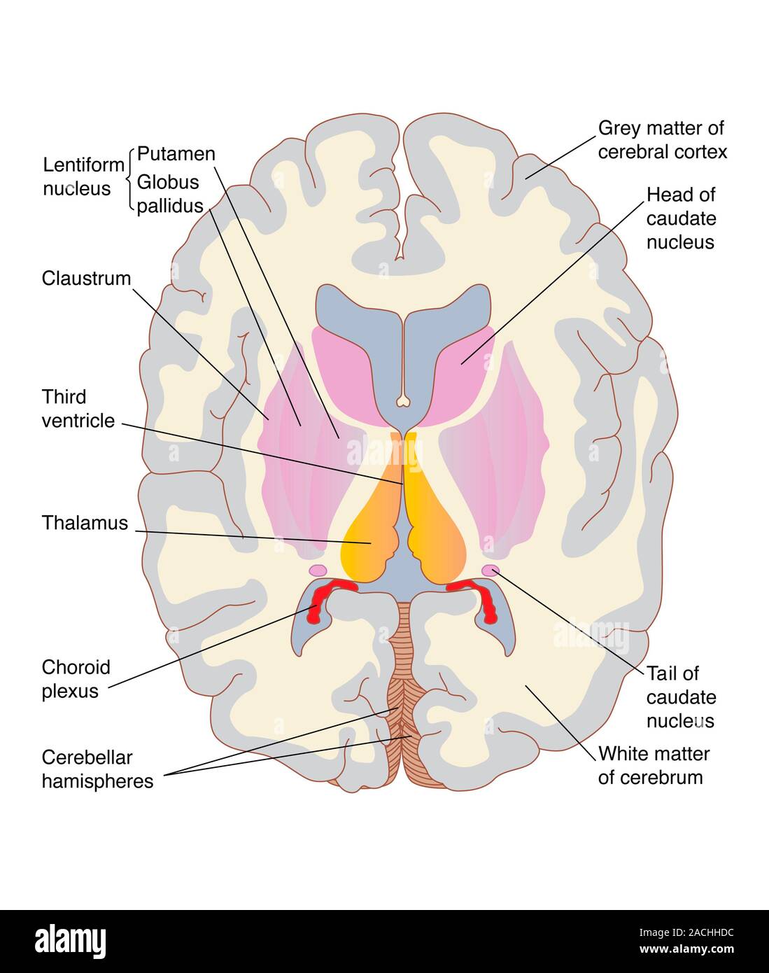 Что такое путамен 8 букв. Putamen базальные ядра. Putamen анатомия. Nuclei basales анатомия. Путамен мозга это.