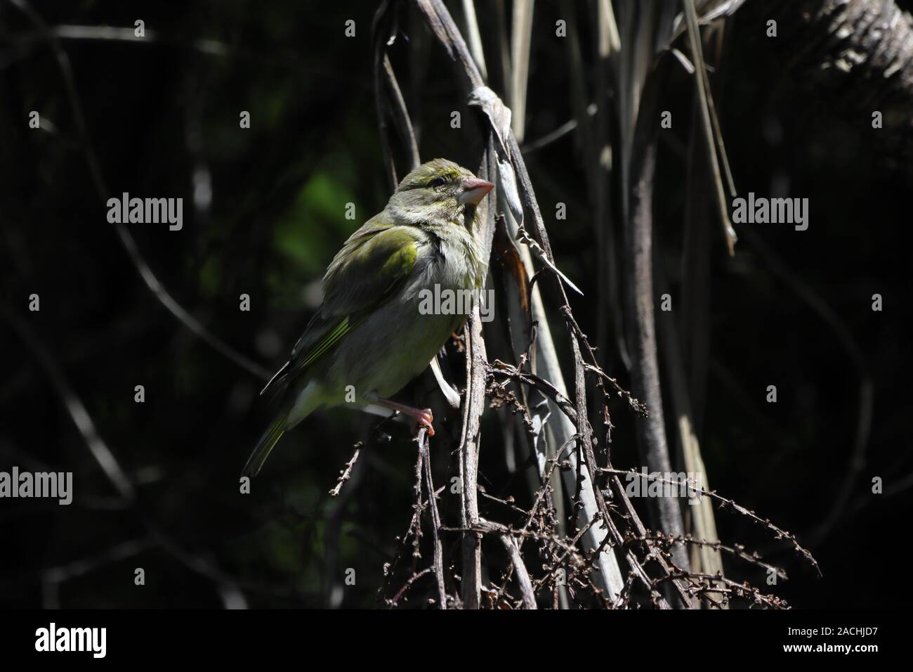 Buchfink: Weibchen sind stumpf bräunlich-grau, aber mit ähnlichen Flügel Markierungen als Männer. Stockfoto