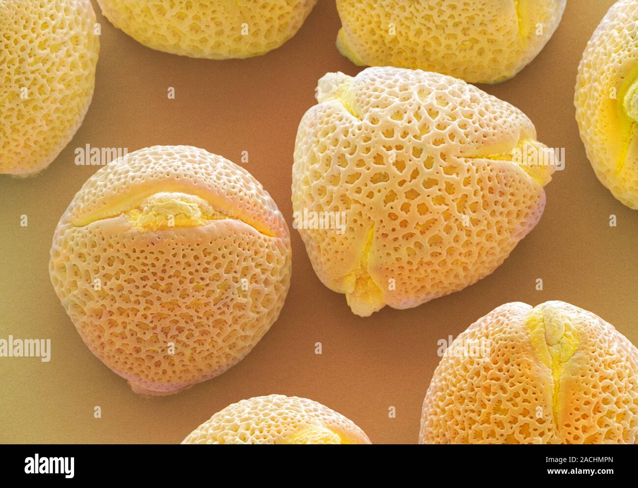 Pollen Efeu (Hedera helix), farbige Scanning Electron Micrograph (SEM).  Vergrerung x 1390 bei 10 cm breit Stockfotografie - Alamy