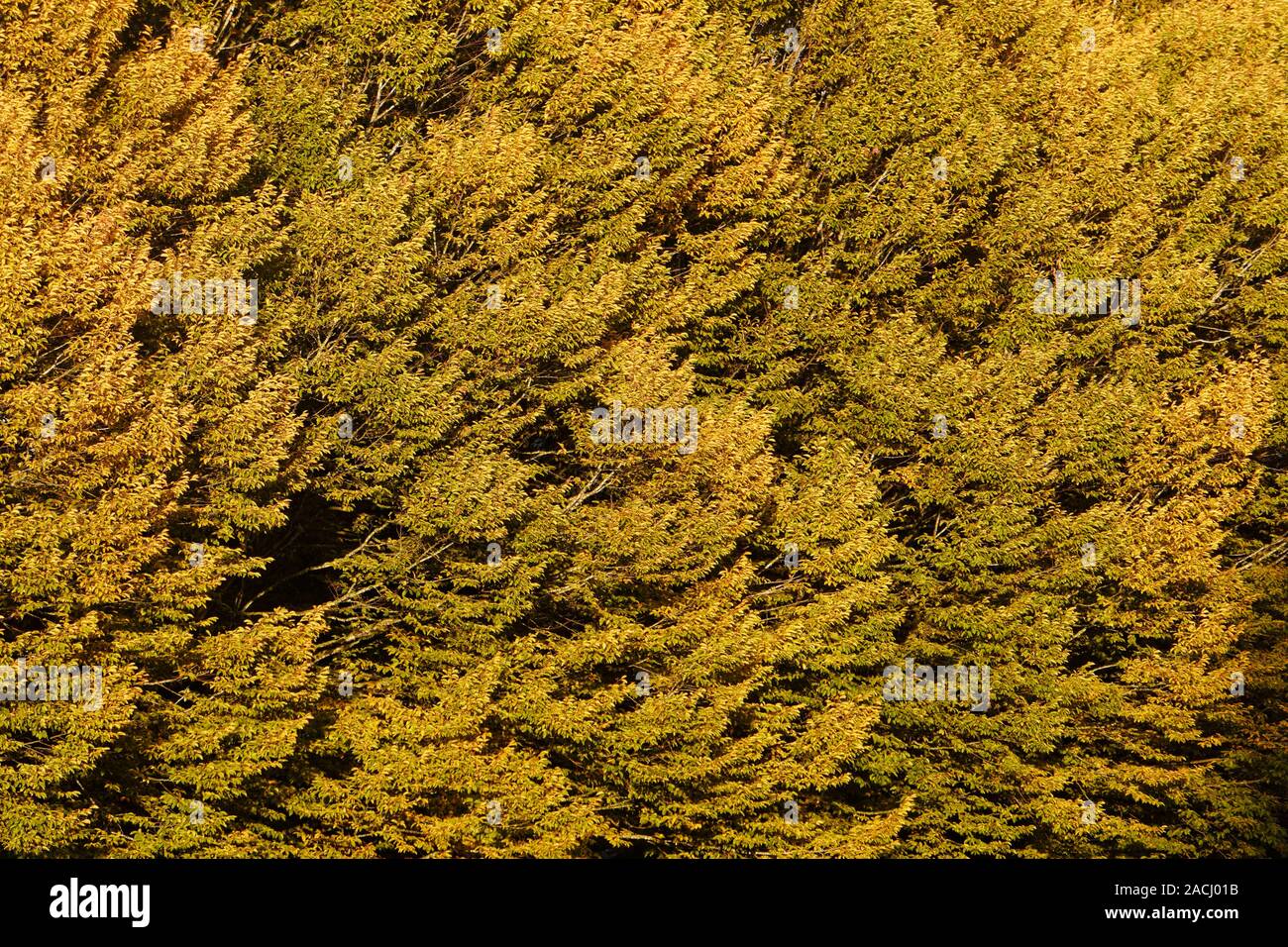 Nahaufnahme der Zweige der Laubbäume und wechselt die Farbe im Herbst Stockfoto