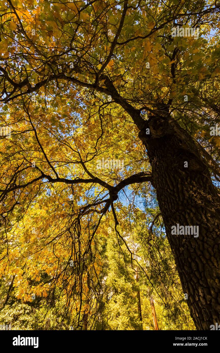 Herbst Farbe einer Kalifornien schwarz Eiche Quercus kelloggii, in der Cedar Grove Gegend von Kings Canyon National Park, Kalifornien, USA Stockfoto