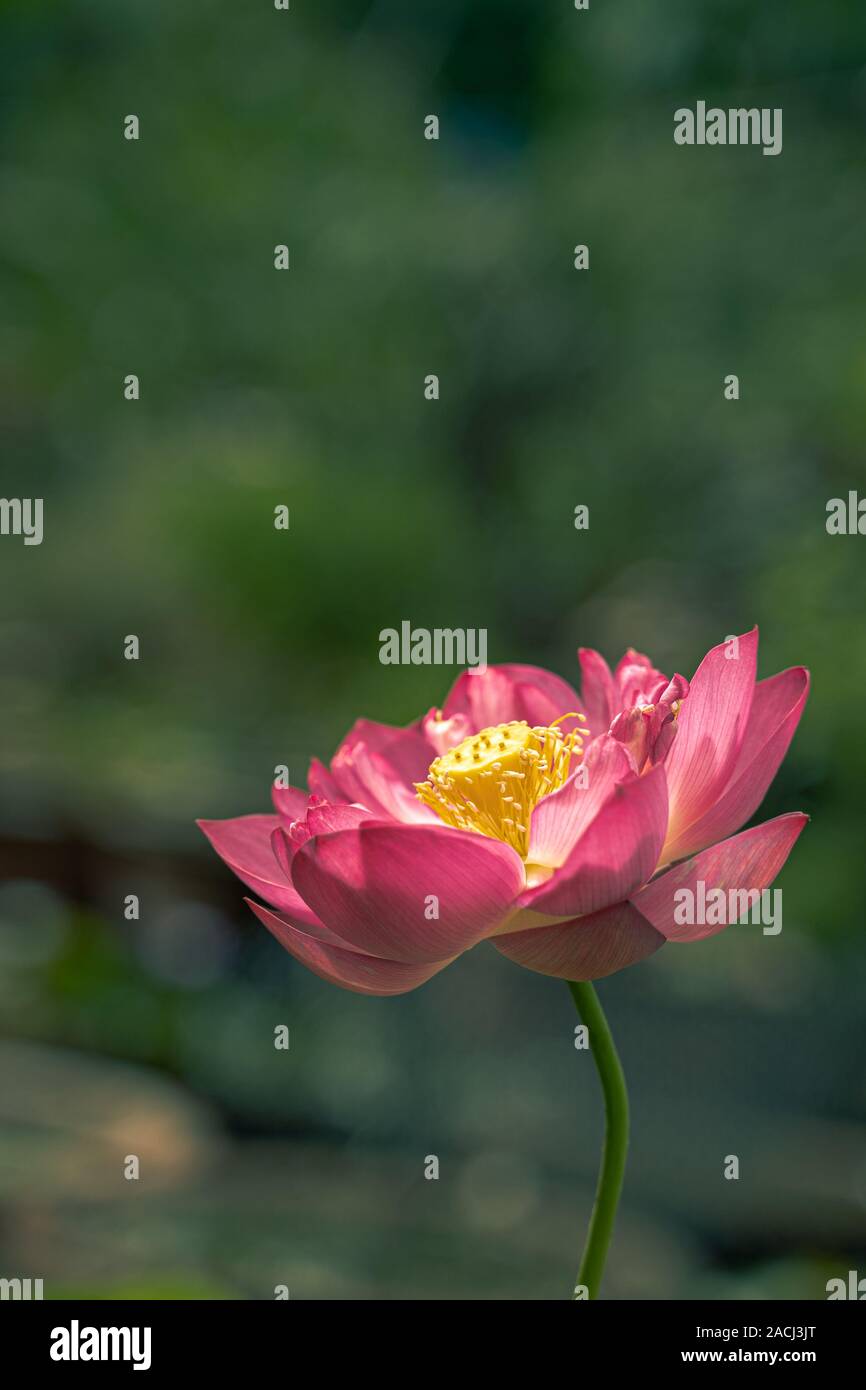 Portraitfotos eines isolierten Pink Lotus Blume in grüner Hintergrund Stockfoto